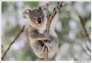 Wildlife Koala 2